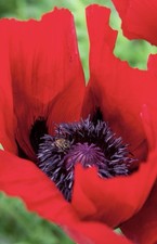 Oriental Perennial Poppy