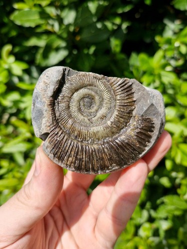 Ammonite fossil whitby - -,