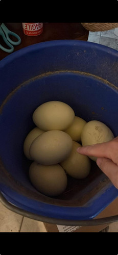 Rhea egg for - rhea,