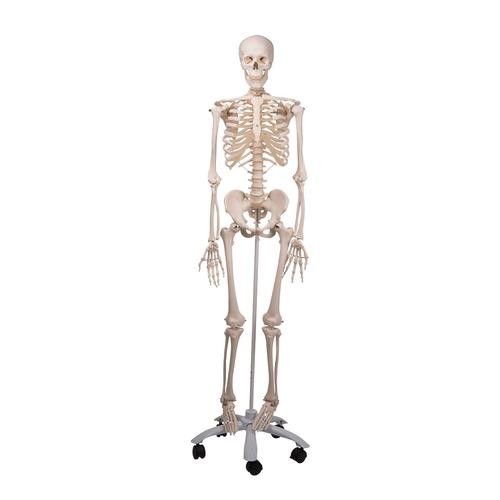 Scientific human anatomy - scientific,