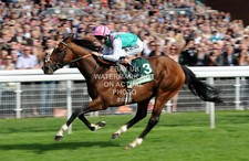 FRANKEL TOM QUEALLY PHOTO PRINT HORSE RACING 14 FROM 14   2