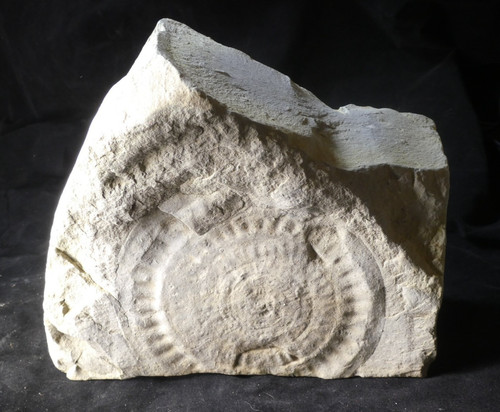 Large ammonite fossil - large,