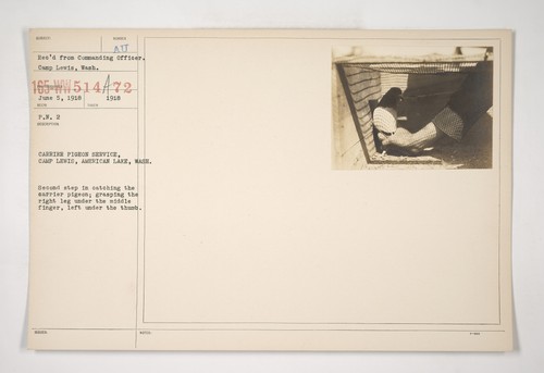 Army carrier pigeon - pigeon, signal