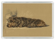 DACHSHUND WIRE HAIRED DOG