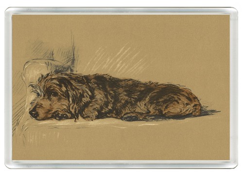 Dachshund wire haired dog - wire,