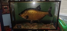 TAXIDERMY BREAM