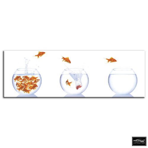 Goldfish bowls animals - , box