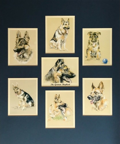 The german shepherd - german, best