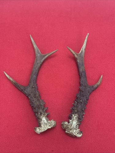 Pair roe deer antlers - roe, 143g