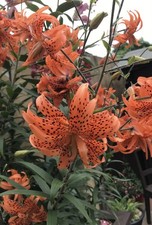 Lilium Lancifolium X 2 Bulbs Tiger Lily UK Hardy Perennial Live
