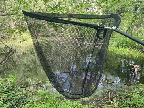 Carp net landing - carp,