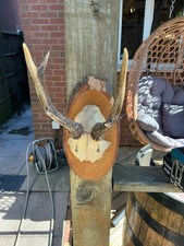 Collect Only. Roe deer partial