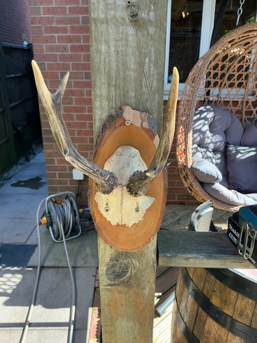 Collect only roe deer - collect,