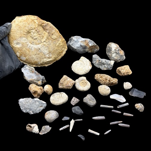 1kg british fossil mix - british,