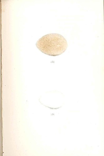 Red legged partridge - partridge, &