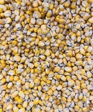 WHOLE MAIZE SEED PARTICLE BAIT