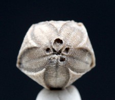 Blastoid specimen nice - specimen, fossil