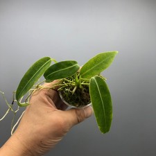 Anthurium Warocqueanum #11