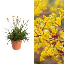 Kangaroo Paw Plant 'Beauty