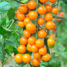 Bush Cherry Tomato 'Sungold