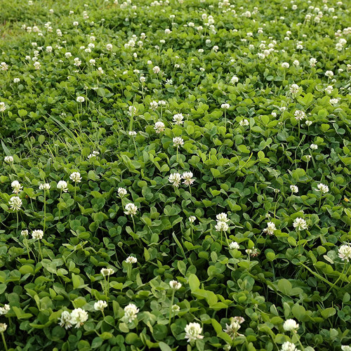 White dutch clover seed - dutch,