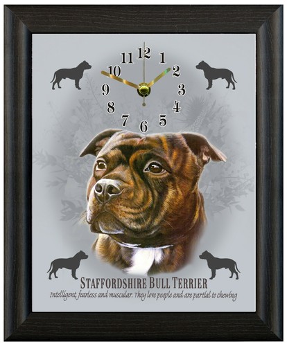 Staffordshire bull terrier
