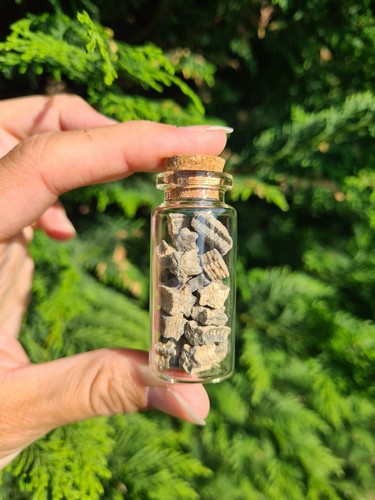 Tiny crinoid stem fossils - crinoid,