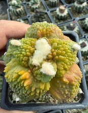 Live house plant ariocarpus - house,