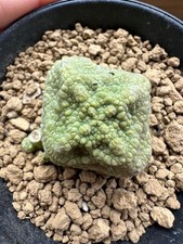 Cubiform Pseudolithos, Own