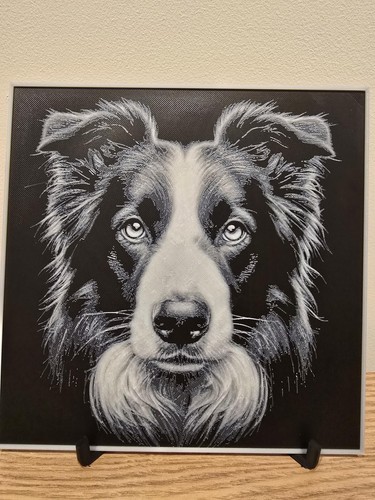 Border collie puppy hueforge - collie,