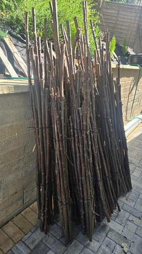Hazel sticks - 10,