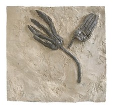 Triassic 2x Encrinus