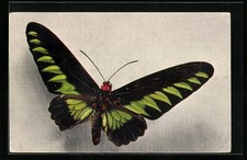 Postcard Butterfly Species