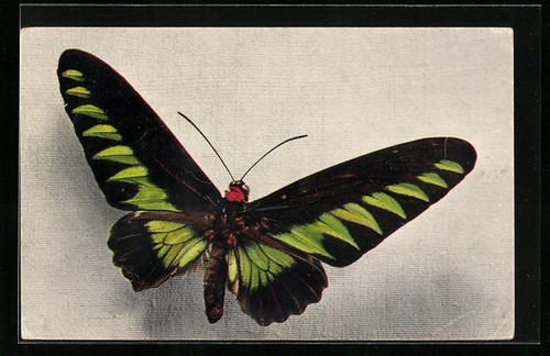 Postcard butterfly species - postcard,