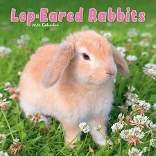 Lop Eared Rabbits 2026