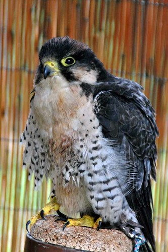 Lanner falcon falco - lanner,