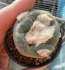 Sale Sale Sale 4.5cm Caci