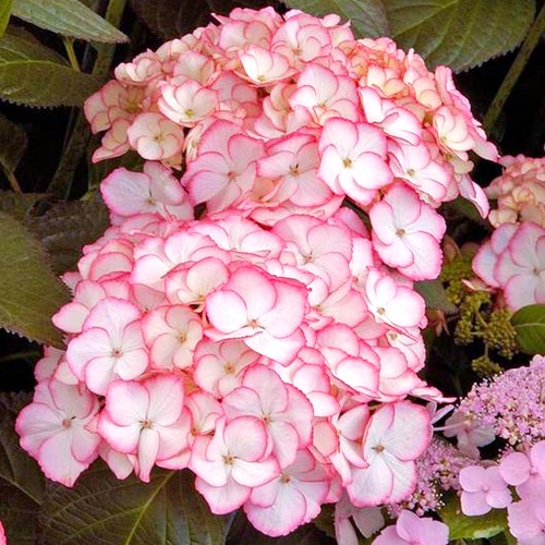 Mophead hydrangea macrophylla - hydrangea,