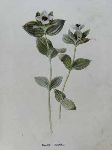 Antique print dwarf cornel - antique,