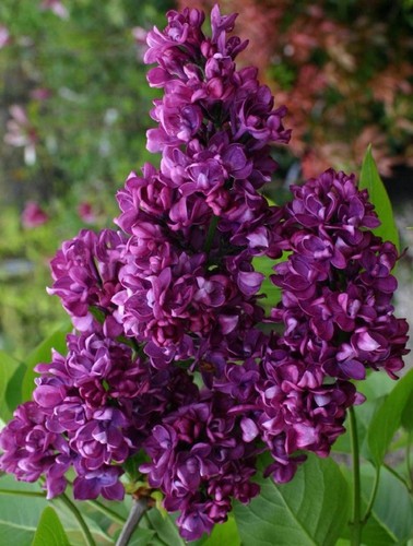 5ft syringa lilac charles - syringa,