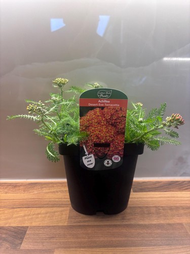 Achillea desert eve - achillea, terracotta