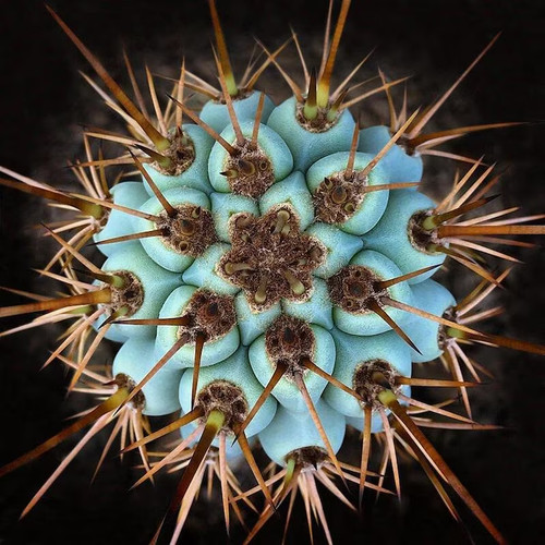 Blue cereus cactus - cereus", seeds