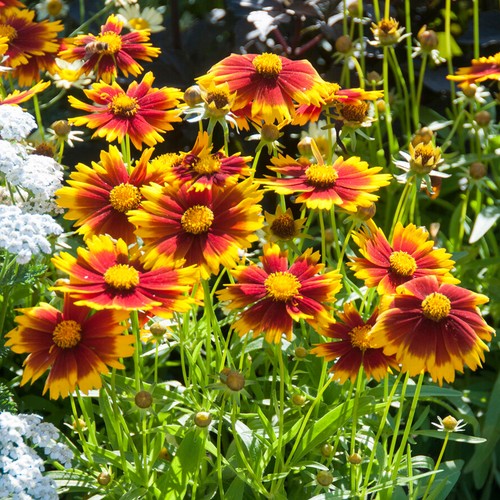 Coreopsis uptick gold bronze - coreopsis,