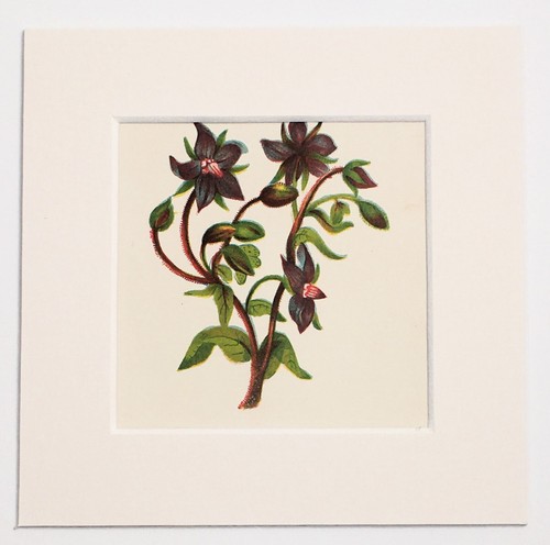 Borage anne pratt mounted - borage,