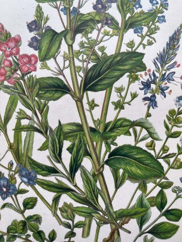 Antique chromolithograph - , of