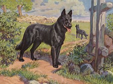 BELGIAN SHEPHERD DOG GUARDING