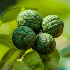 Large plant mini kaffir - –,