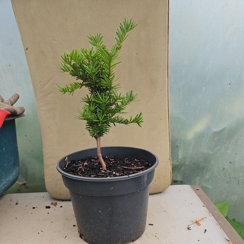 English yew conifer - english,