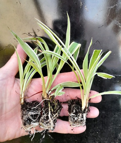 Spider plant plugs - spider,