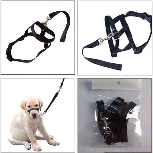 Dog puppy training - dog,